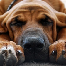 dream, resting, Bloodhound, dog-collar