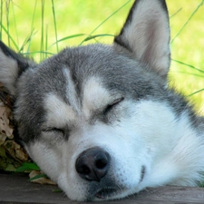 Husky, dream, Siberian