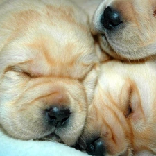 mouths, dream, Puppies
