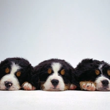 puppies, dream, Three