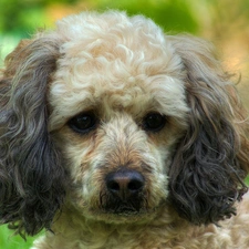 head-dress, poodle