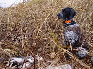 dry, grass, German Shorthaired Pointer
