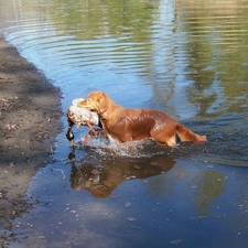 duck, Retriever Nova Scotia