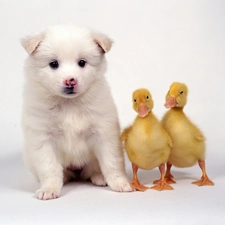 ducks, Two, White, doggie