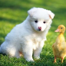 Ducky, Puppy