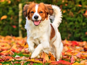 Alpine Dutch, autumn, Leaf, Kooikerhondje