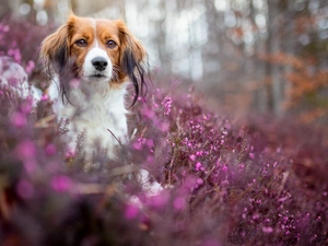 heathers, Bokeh, Alpine Dutch, muzzle, dog