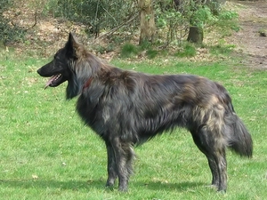 Dutch Shepherd, grass