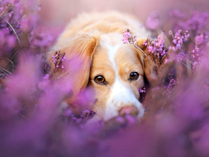 heather, dog, Alpine Dutch