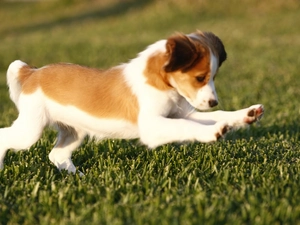 Green, grass, Alpine Dutch, Kooikerhondje, honeyed