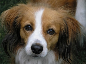 Kooikerhondje, muzzle, Alpine Dutch