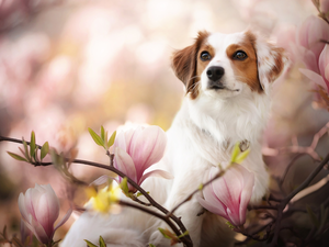 Alpine Dutch, Magnolia, Flowers, Kooikerhondje