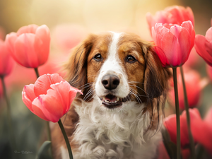 Tulips, dog, Alpine Dutch