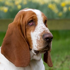 Basset, ears, dog