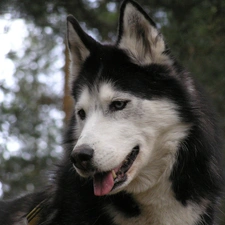 ears, Siberian Husky, posed