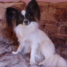 White Bed, Miniature Continental Toy Spaniel Papillon, standing, ears