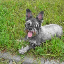 ears, miniature Schnauzer, posed