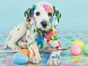 brush, eggs, Dalmatian, paint, Puppy