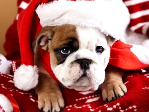 Buldog, Hat, Nicholas, English