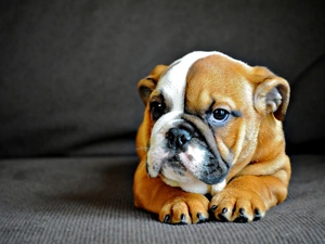 dog, English Bulldog