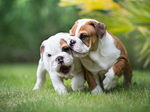 puppies, grass, Dogs, English Bulldogs, Two cars