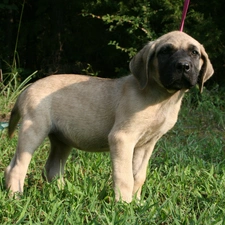 English mastiff, Mastiff, young