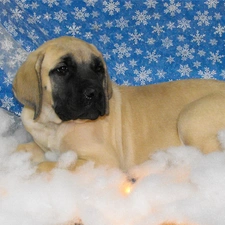 Mastiff, English mastiff