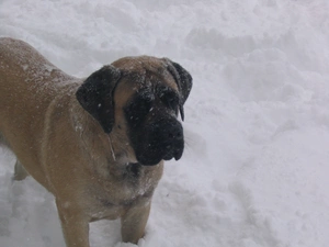 English mastiff, snow, mouth