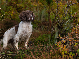 dog, VEGETATION, autumn, English Springer Spaniel