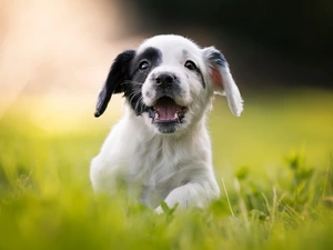 Puppy, fuzzy, background, English Cocker Spaniel