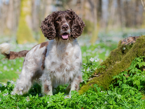 dog, grass, Moss, English Springer Spaniel