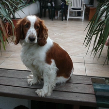 English Springer Spaniel, sitter