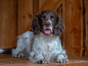 dog, muzzle, tongue, English Springer Spaniel