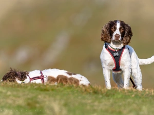 English Springer Spaniels