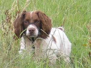 grass, English Springer Spaniel, tall