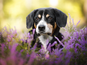 dog, muzzle, heathers, Entlebucher