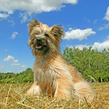 Sky, Blue, Pyrenean Shepherd, clouds, Berger des Pyr?n?es