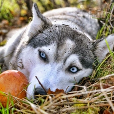 Eyes, blue, Alaskan, Malamute