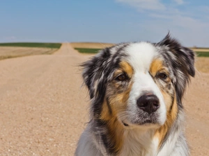 Brown, Eyes, dog