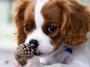 dog, cone, sweet, Eyes