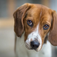 Eyes, sad, Foxhound, AMERICAN