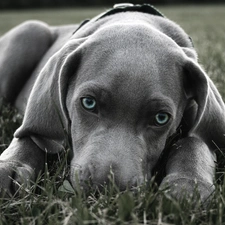 Eyes, Blue, Gray, dog