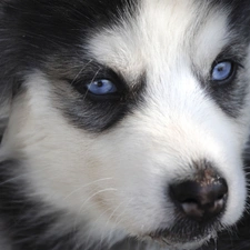 Eyes, Blue, Siberian Husky, Puppy