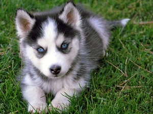 Eyes, Blue, Siberian Husky, Puppy