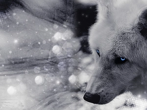 Eyes, Siberian Husky, Blue