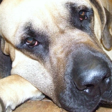 Eyes, English mastiff, sad