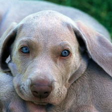 Eyes, Blue, sad, doggy