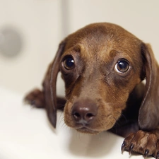 Eyes, sad, small, dachshund