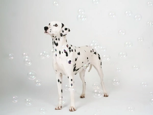soap, Dalmatian, interesting eyes