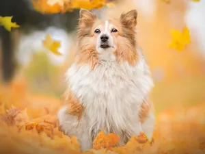 dog, Falling, Leaf, shetland Sheepdog
